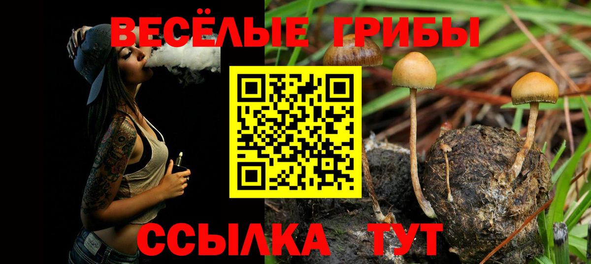 Псилоцибиновые грибы Psilocybe  Вход с VPN  Крымск 